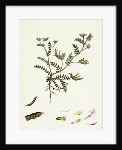 Ornithopus Perpusillus Least Bird's-Foot by Anonymous