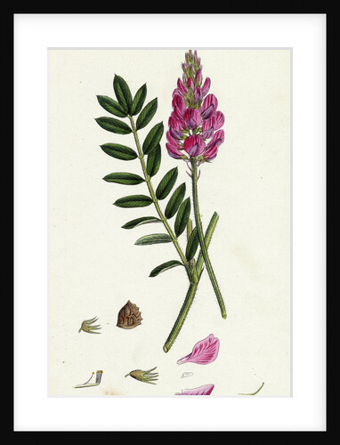 Onobrychis Sativa Saintfoin by Anonymous