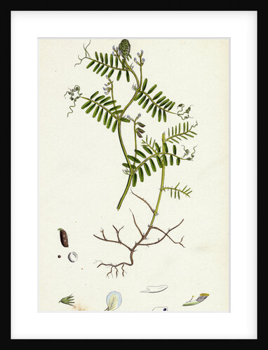 Vicia Hirsuta Hairy Tare by Anonymous