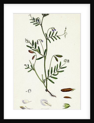 Vicia Tetrasperma Four-Seeded Slender Tare by Anonymous