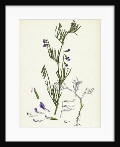 Vicia Gracilis Many-Seeded Slender Tare by Anonymous