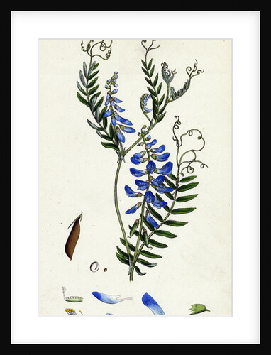 Vicia Cracca Tufted Vetch by Anonymous