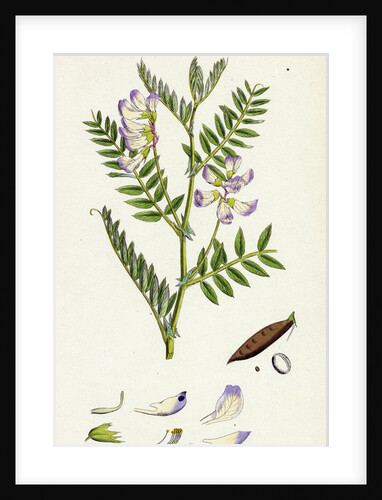 Vicia Orobus Wood Bitter Vetch by Anonymous