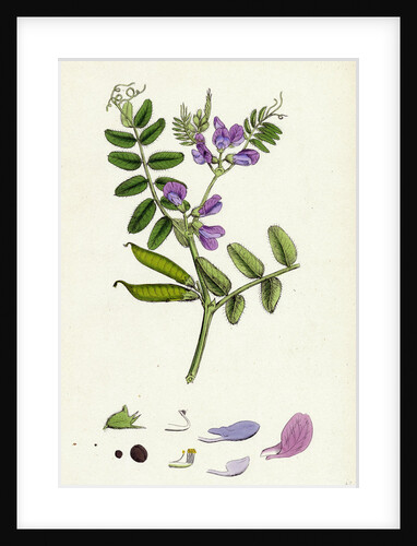 Vicia Sepium Bush Vetch by Anonymous