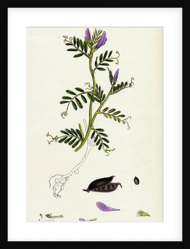 Vicia Laevigata Smooth-Podded Sea Vetch by Anonymous