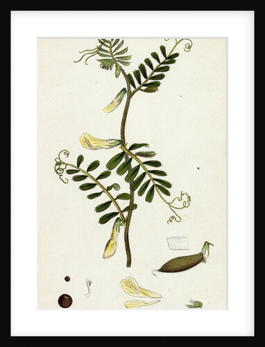 Vicia Hybrida Hairy-Flowered Vetch by Anonymous