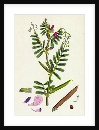 Vicia Eu-Sativa Common Cultivated Vetch by Anonymous