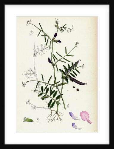 Vicia Angustifolia Var. A Segetalis Common Wild Vetch Var. A. by Anonymous