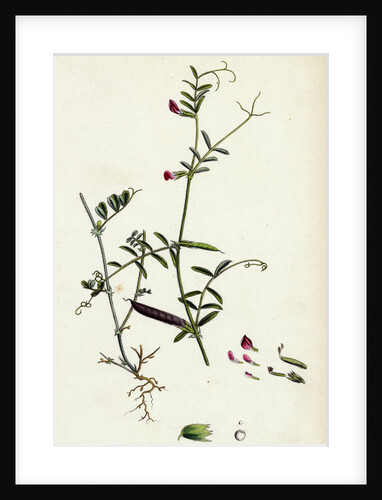 Vicia Angustifolia Var. B Bobartii Common Wild Vetch Var. B. by Anonymous