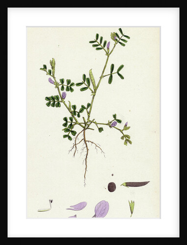 Vicia Lathyroides Spring Vetch by Anonymous