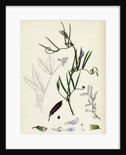Vicia Bithynica Bithynian Vetch by Anonymous
