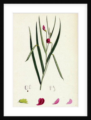 Lathyrus Nissolia Grass-Leaved Vetchling by Anonymous