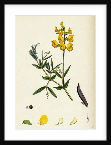 Lathyrus Pratensis Meadow Vetchling by Anonymous