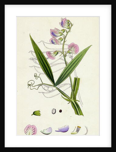 Lathyrus Sylvestris Narrow-Leaved Everlasting Pea by Anonymous