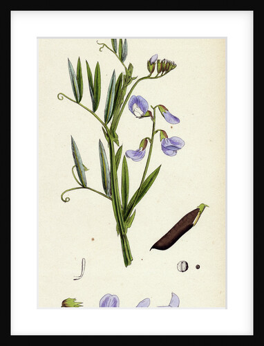 Lathyrus Palustris Marsh Vetchling by Anonymous