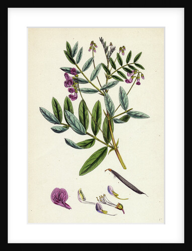 Lathyrus Niger Black Bitter Vetch by Anonymous