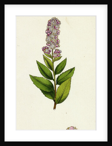Spiraea Salicifolia Willow-Leaved Spiraea by Anonymous