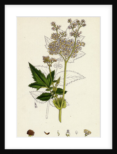 Spiraea Ulmaria Meadow-Sweet by Anonymous