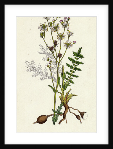 Spiraea Filipendula Dropwort by Anonymous