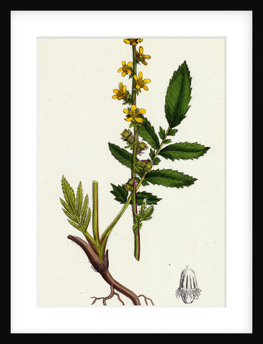 Agrimonia Eupatoria Common Agrimony by Anonymous