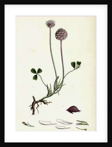 Trifolium Fragiferum Strawberry-Headed Trefoil by Anonymous