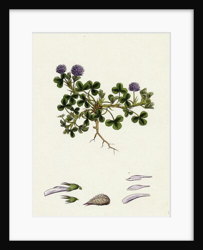 Trifolium Resupinatum Reversed-Flowered Trefoil by Anonymous