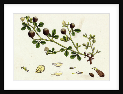 Trifolium Procumbens Hop Trefoil by Anonymous