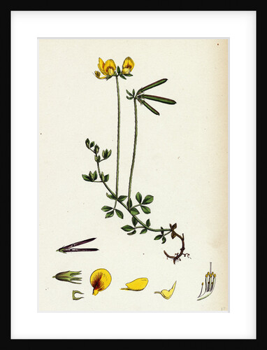 Lotus Eu-Corniculatus Common Bird's-Foot Trefoil by Anonymous