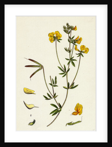 Lotus Tenuis Slender Bird's-Foot Trefoil by Anonymous