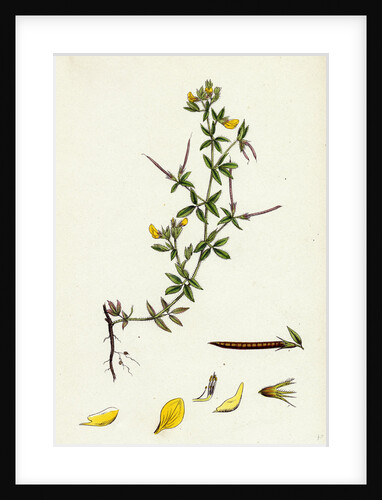 Lotus Diffusus Long-Podded Small Bird's-Foot Trefoil by Anonymous