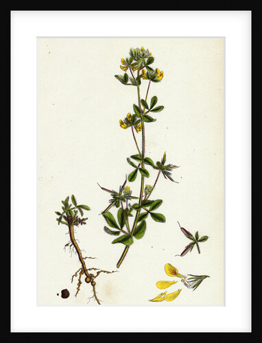 Lotus Hispidus Short-Podded Small Bird's-Foot Trefoil by Anonymous