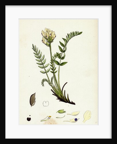 Oxytropis Campestris Pale-Yellow Oxytropis by Anonymous