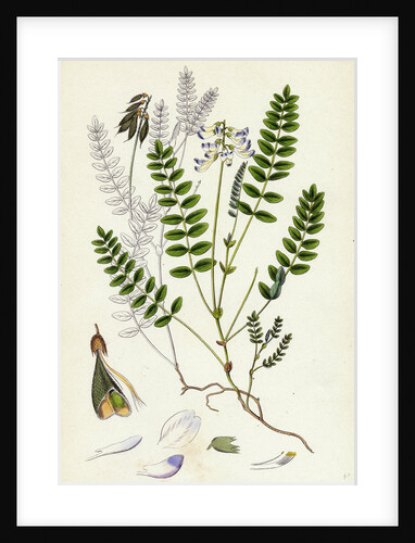 Astragalus Alpinus Alpine Milk-Vetch by Anonymous