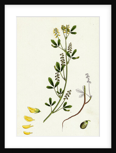 Melilotus Parviflora Small-Flowered Melilot by Anonymous