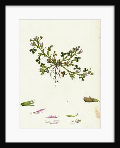 Trigonella Ornithopodioides Bird's-Foot Fenugreek by Anonymous