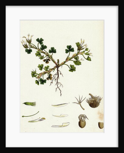 Trifolium Subterraneum Subterranean Trefoil by Anonymous