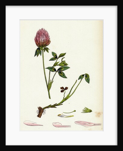 Trifolium Pratense Red Clover by Anonymous