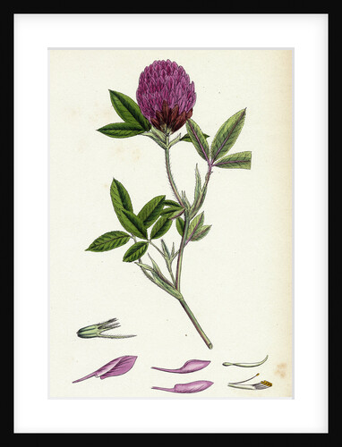 Trifolium Medium Zigzag Trefoil by Anonymous