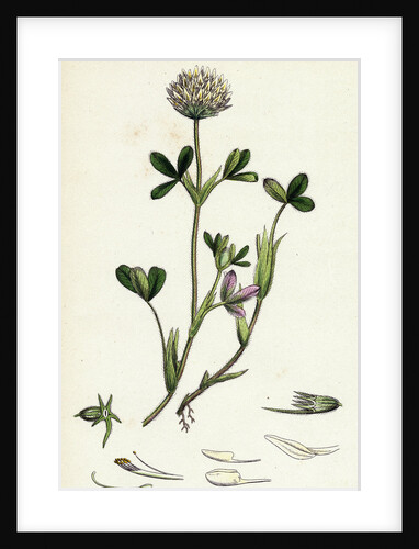 Trifolium Ochroleucum Sulphur-Coloured Trefoil by Anonymous