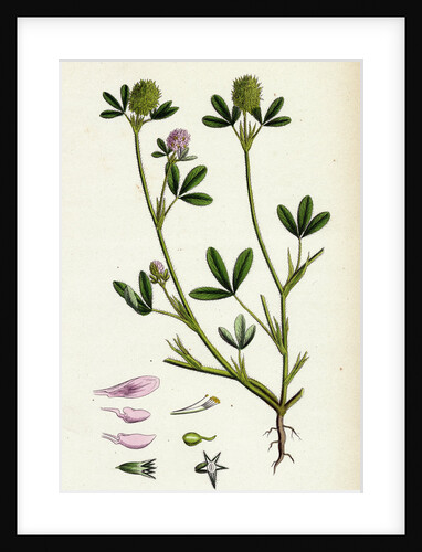 Trifolium Maritimum Teasel-Headed Trefoil by Anonymous