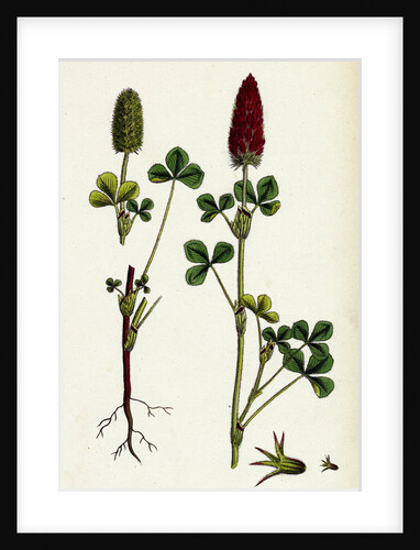 Trifolium Eu-Incarnatum Crimson Clover by Anonymous