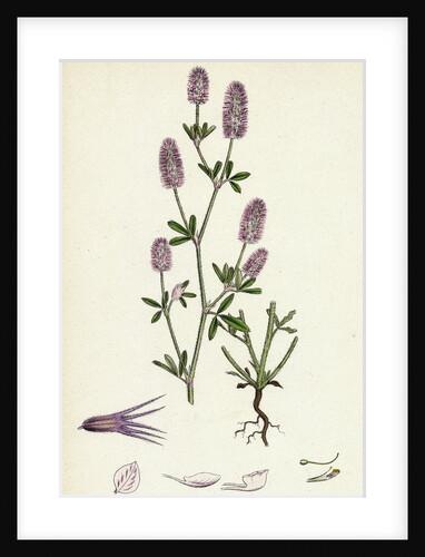 Trifolium Arvense Hare's-Foot Trefoil by Anonymous