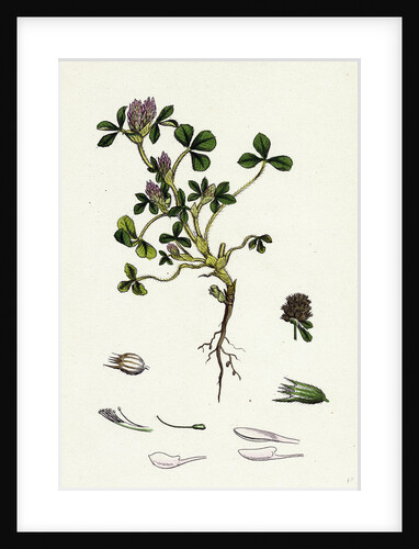 Trifolium Striatum Soft Knotted Trefoil by Anonymous