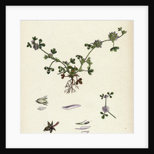 Trifolium Glomeratum Smooth Round-Headed Trefoil by Anonymous