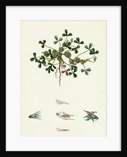 Trifolium Suffocatum Dense-Flowered Trefoil by Anonymous