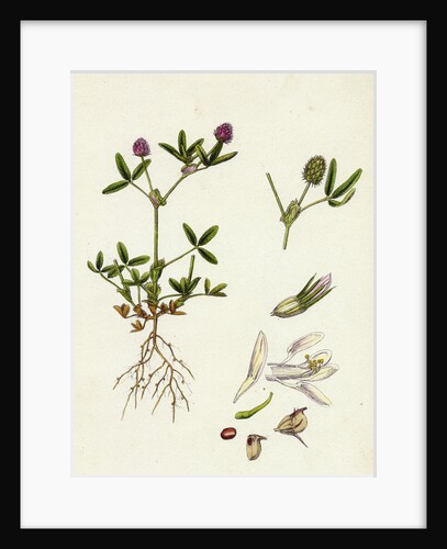 Trifolium Strictum Upright Round-Headed Trefoil by Anonymous