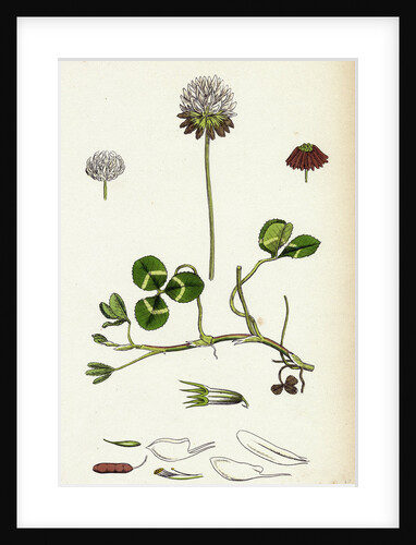 Trifolium Repens White Clover by Anonymous
