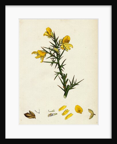 Ulex Europaeus Common Furze by Anonymous