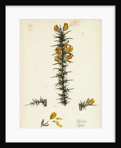Ulex Gallii Planchon's Furze by Anonymous