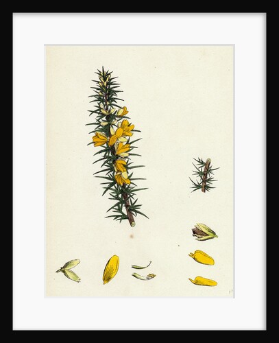 Ulex Eu-Nanus Dwarf Furze by Anonymous